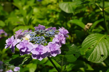 紫陽花、あじさい、アジサイ、花、紫の花、大きい花、6月、梅雨、雨、日本、ピンク、額紫陽花、額アジサイ、ブルー、白、緑、自然、としまえん、2019、東京、練馬、植物、綺麗、カラフル、クローズアップ、