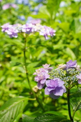 Obraz premium 紫陽花、あじさい、アジサイ、花、紫の花、大きい花、6月、梅雨、雨、日本、ピンク、額紫陽花、額アジサイ、ブルー、白、緑、自然、としまえん、2019、東京、練馬、植物、綺麗、カラフル、クローズアップ、