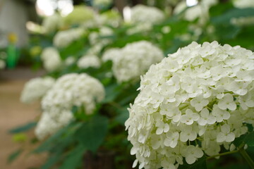 紫陽花、あじさい、アジサイ、花、紫の花、大きい花、6月、梅雨、雨、日本、ピンク、額紫陽花、額アジサイ、ブルー、白、緑、自然、としまえん、2019、東京、練馬、植物、綺麗、カラフル、クローズアップ、