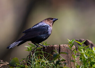 cowbird on perch