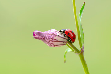 Macro shots, Beautiful nature scene.  Beautiful ladybug on leaf defocused background