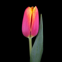 one tulip cut on a black background