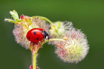 Macro shots, Beautiful nature scene.  Beautiful ladybug on leaf defocused background © blackdiamond67