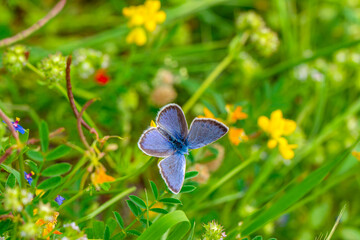 Macro shots, Beautiful nature scene. Closeup beautiful butterfly sitting on the flower in a summer garden.