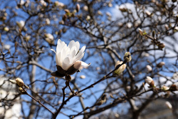 White-pink magnolias in the botanical garden