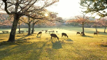 Deer in Nara park at sunrise grazing on a meadow, Nara deer in Japan, wildlife of Japan, flock of deer in Japanese park