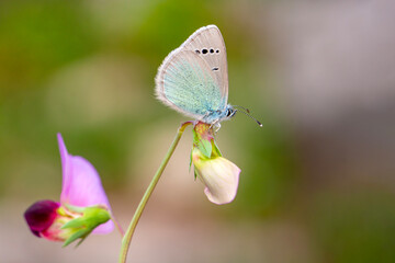 Macro shots, Beautiful nature scene. Closeup beautiful butterfly sitting on the flower in a summer garden.