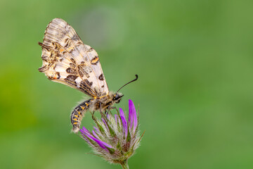 Macro shots, Beautiful nature scene. Closeup beautiful butterfly sitting on the flower in a summer garden.