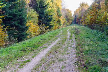 Fototapeta premium Autumn forest. Yellow and red leaves on trees in autumn. A forest road.