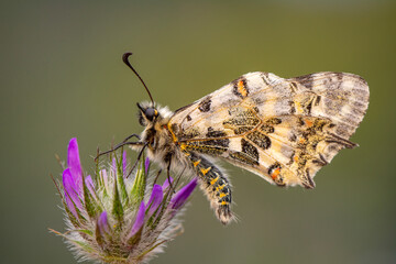 Macro shots, Beautiful nature scene. Closeup beautiful butterfly sitting on the flower in a summer garden.