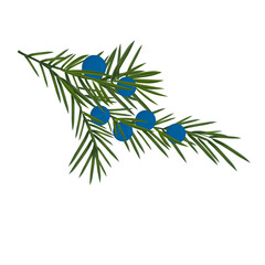 Juniper vector stock illustration. Ripe blue berries. Coniferous plant. Isolated on a white background.