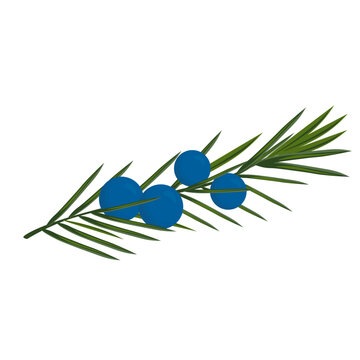 Juniper Vector Stock Illustration. Ripe Blue Berries. Coniferous Plant. Isolated On A White Background.