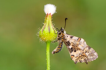 Macro shots, Beautiful nature scene. Closeup beautiful butterfly sitting on the flower in a summer garden.