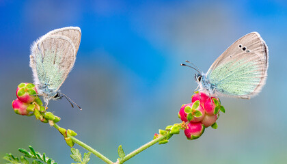 Macro shots, Beautiful nature scene. Closeup beautiful butterfly sitting on the flower in a summer garden.