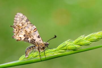 Macro shots, Beautiful nature scene. Closeup beautiful butterfly sitting on the flower in a summer garden.