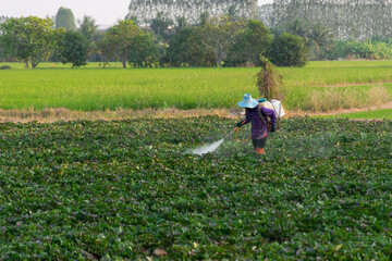 Nature of sweet potatoes plantation or yam farming on rural land green color lush growing is a agriculture in asia