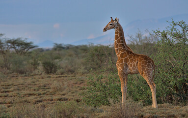 side view of baby reticulated griaffe standing alert in the wild savannah of buffalo springs national reserve, kenya