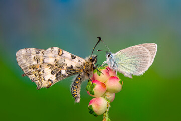 Macro shots, Beautiful nature scene. Closeup beautiful butterfly sitting on the flower in a summer garden.