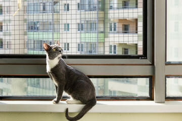 A gray kitten sits on a windowsill by a window with a grille. Security. Protection