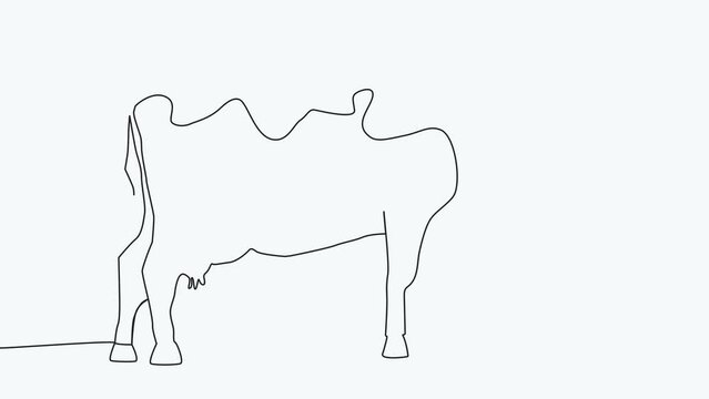 Cow. Self-drawing a simple animation of one continuous drawing of one line.
