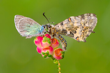 Macro shots, Beautiful nature scene. Closeup beautiful butterfly sitting on the flower in a summer garden.
