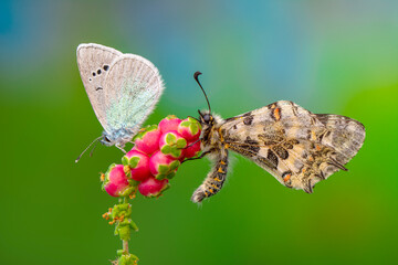 Macro shots, Beautiful nature scene. Closeup beautiful butterfly sitting on the flower in a summer garden.