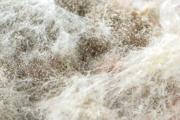 Texture of mold and fungi, microbiology, abstract background
