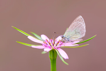 Macro shots, Beautiful nature scene. Closeup beautiful butterfly sitting on the flower in a summer garden.