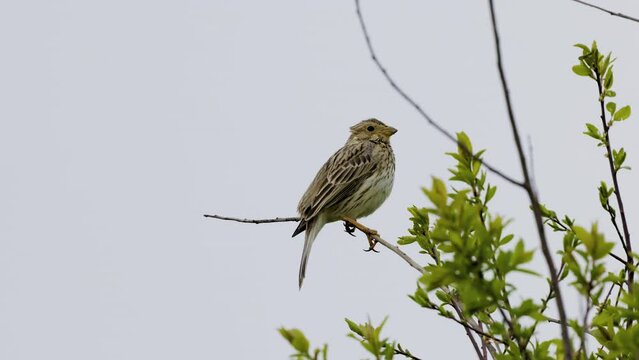 Corn Bunting (Emberiza calandra) sings perched on a branch.