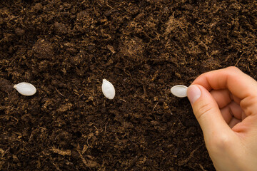 Young adult woman fingers planting white pumpkin seeds in fresh dark brown soil. Closeup....