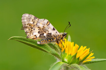 Macro shots, Beautiful nature scene. Closeup beautiful butterfly sitting on the flower in a summer garden.