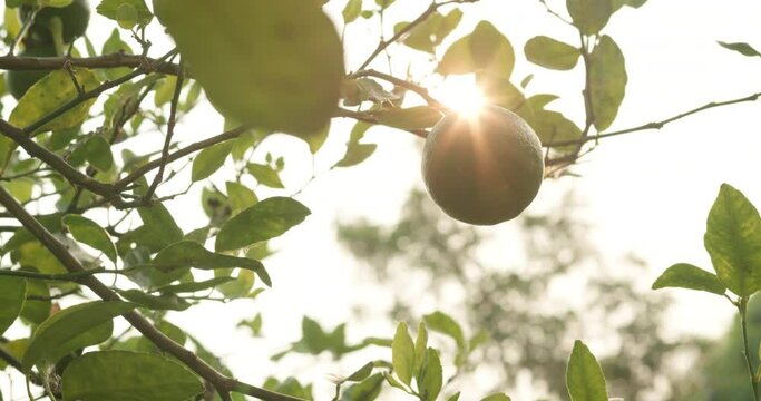 Green lime on tree branch against morning sunlight with sun flare in organic lime lemon farm