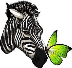 colorful butterfly on head zebra vector design on white background.