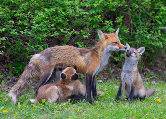 Naklejka na ściany i meble Red fox Vulpes vulpes feeding her kits in the forest in springtime in Canada 