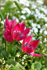 Paris, France. Tulips blooming in Monceau Park. April 9, 2023.