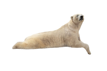 Polar Bear Lies Isolated Transparent