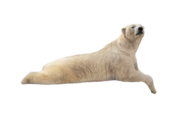 polar bear lies on isolated on transparent background