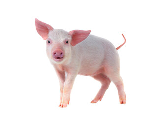 smiling pig isolated on transparent background - obrazy, fototapety, plakaty