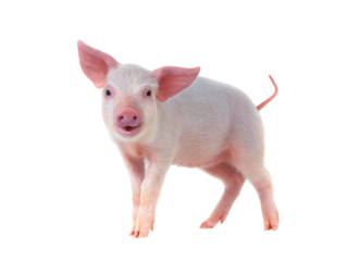 smiling pig isolated on transparent background