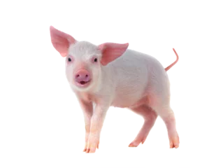 Fotobehang smiling pig isolated on transparent background © fotomaster