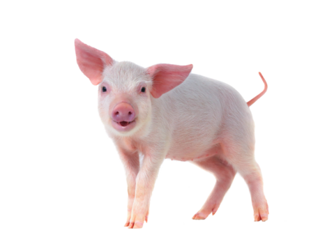 smiling pig isolated on transparent background