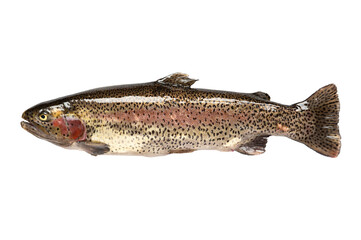Freshwater fish. rainbow trout (Oncorhynchus mykiss). on isolated on transparent background