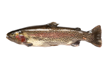Freshwater fish. rainbow trout (Oncorhynchus mykiss). on isolated on transparent background