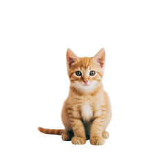 Close-up of a Playful Baby Cat with Soft Ginger Fur isolated on a trasparent background