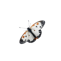 Butterfly isolated on a trasparent background