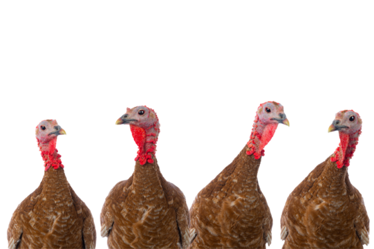portraits of turkeys brown isolated on transparent background
