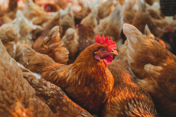 A group of hen or chicken in farm or hen house, Concept of caring farming or agriculture and Eco-friendly Food industry or Eco organic chicken farm, free cage. Local farm or agriculture.