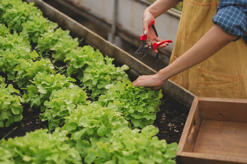 Close up of Young Asian female farmer's hand is harvesting salad vegetable or lettuce in organic greenhouse agriculture. Concept of plantation fresh and healthy vegetable. 