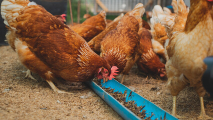 A close up of Chicken or hen are eating worms. Feeding protein for chicken. Concept of Eco-friendly Food industry or Eco organic chicken farm, free cage. Local farm or agriculture.