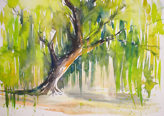 Weeping willow tree or Babylon willow (Salix Babylonica). Picture created with watercolors.